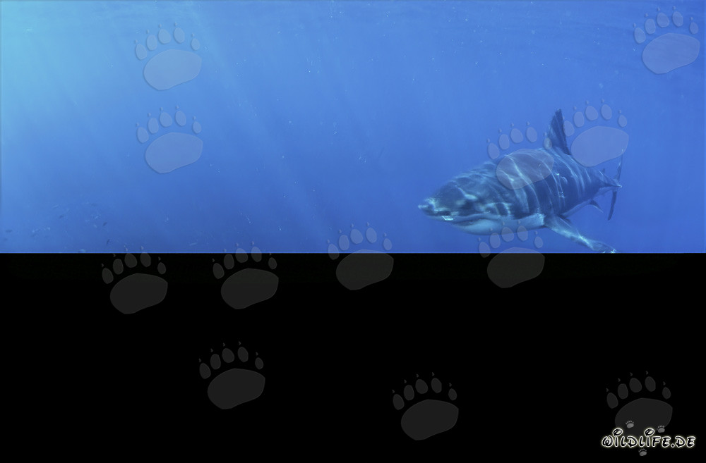 Fascinante joven Tiburón Blanco en las profundidades del océano