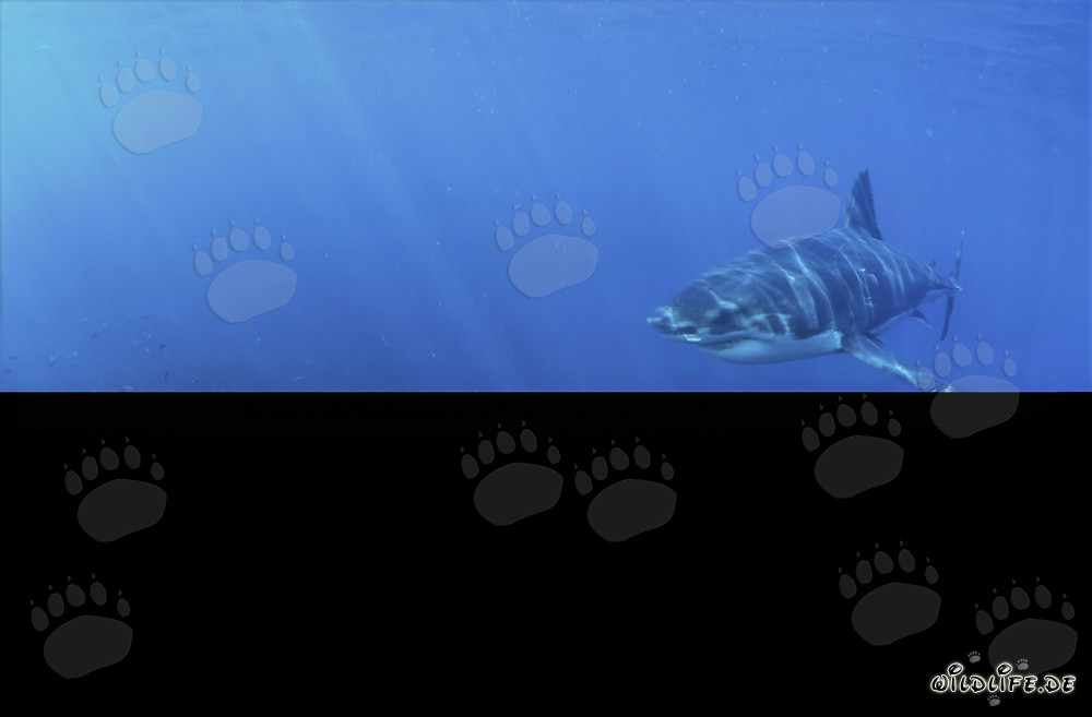 Fascinating young Great White Shark in the depths of the ocean