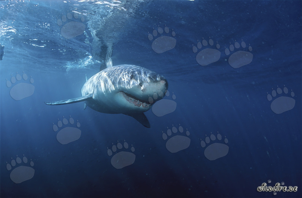 Great White Sharks: Majestic Marine Creatures off the Coast of South Africa