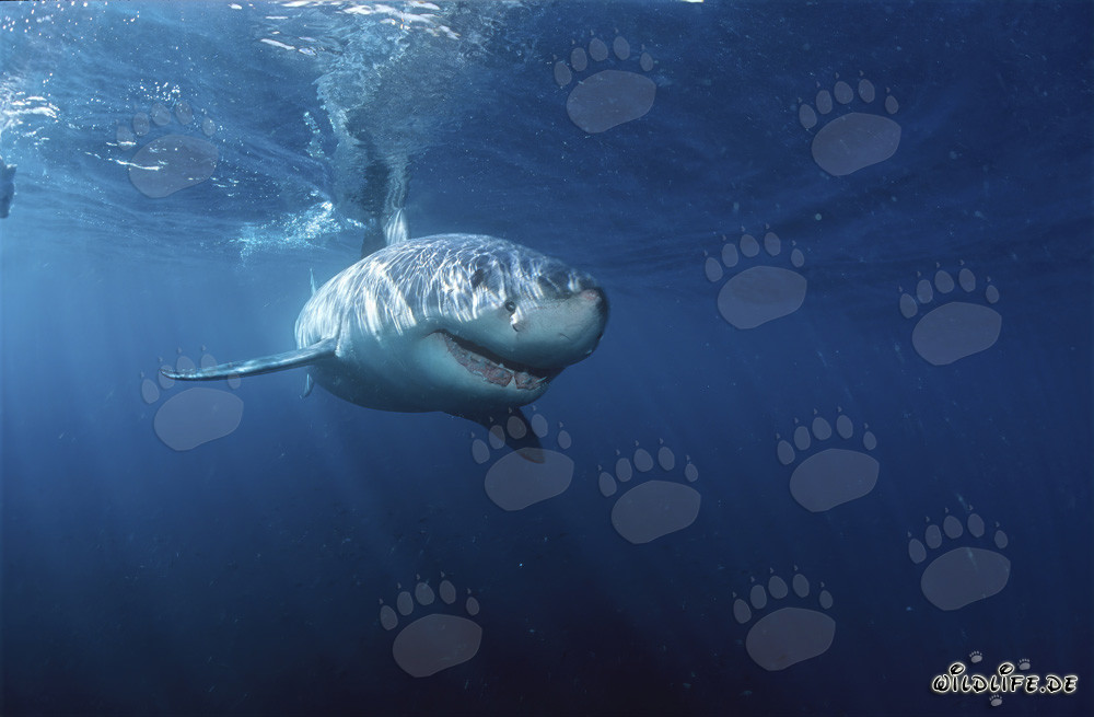 Requins blancs : Majestueux habitants des mers au large des côtes de l'Afrique du Sud