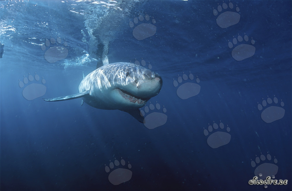 Squali bianchi: Maestosi abitanti marini al largo delle coste sudafricane