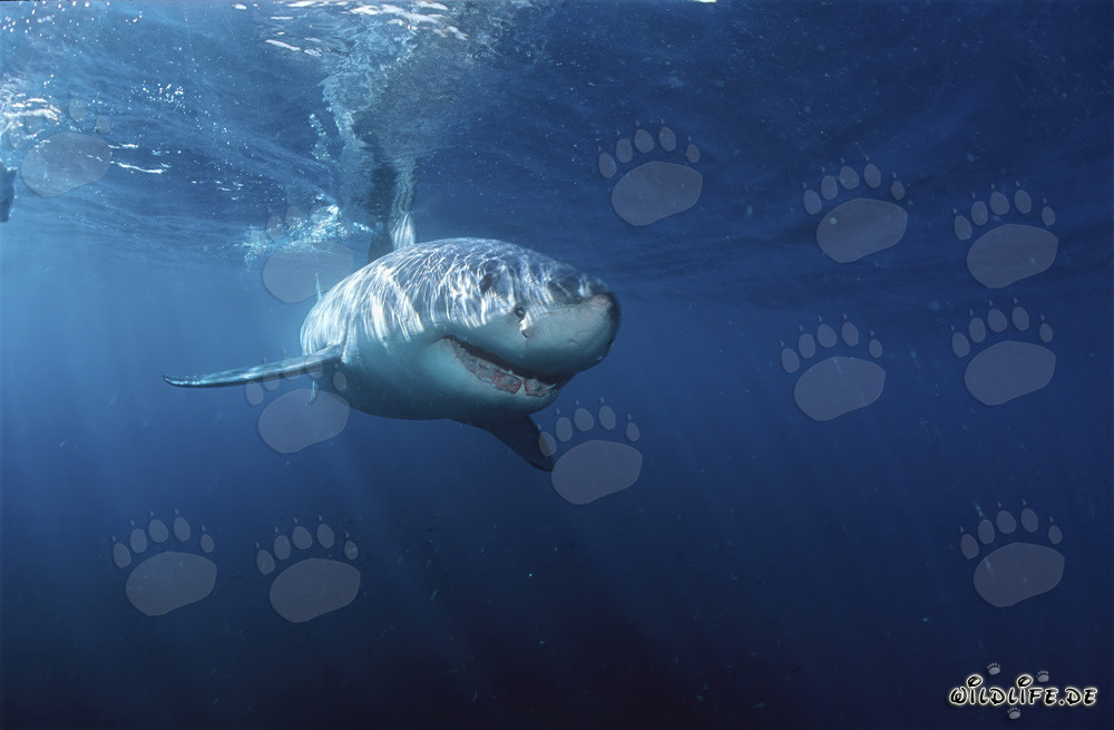 Tiburones blancos: Majestuosos habitantes marinos frente a la costa de Sudáfrica