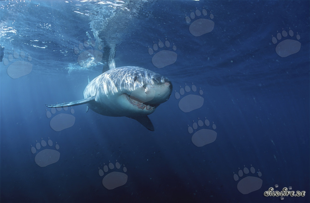 Weiße Haie: Majestätische Meeresbewohner vor der Küste Südafrikas