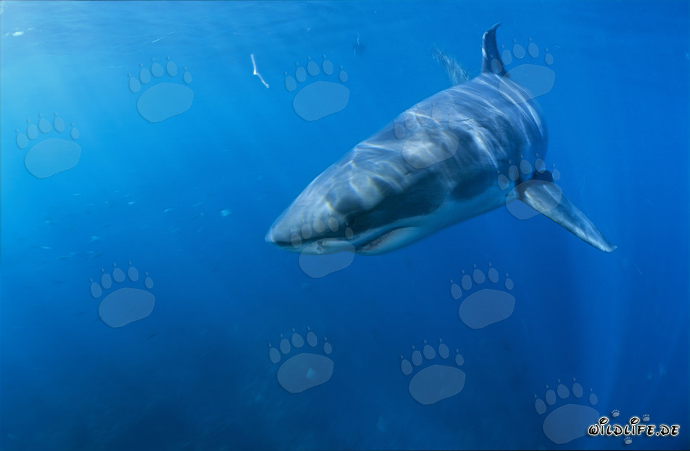 Jeune exemplaire d'un grand requin blanc change de direction en Afrique du Sud