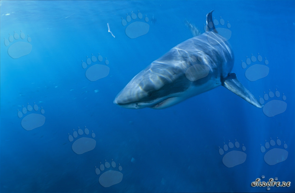 Ejemplar joven de un tiburón blanco cambia de dirección en Sudáfrica