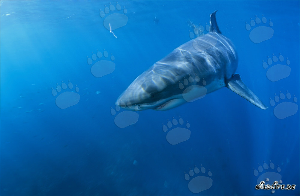 Junges Exemplar eines Weißen Hais ändert seine Richtung in Südafrika