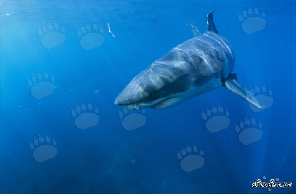 Young Great White Shark (Carcharodon carcharias) Changes Direction in South Africa