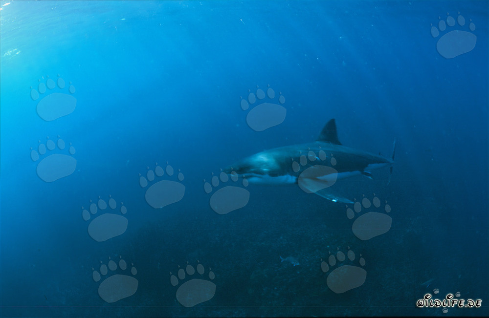 Great White Sharks off the Coast of South Africa