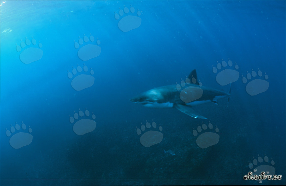 Requins blancs au large des côtes de l'Afrique du Sud