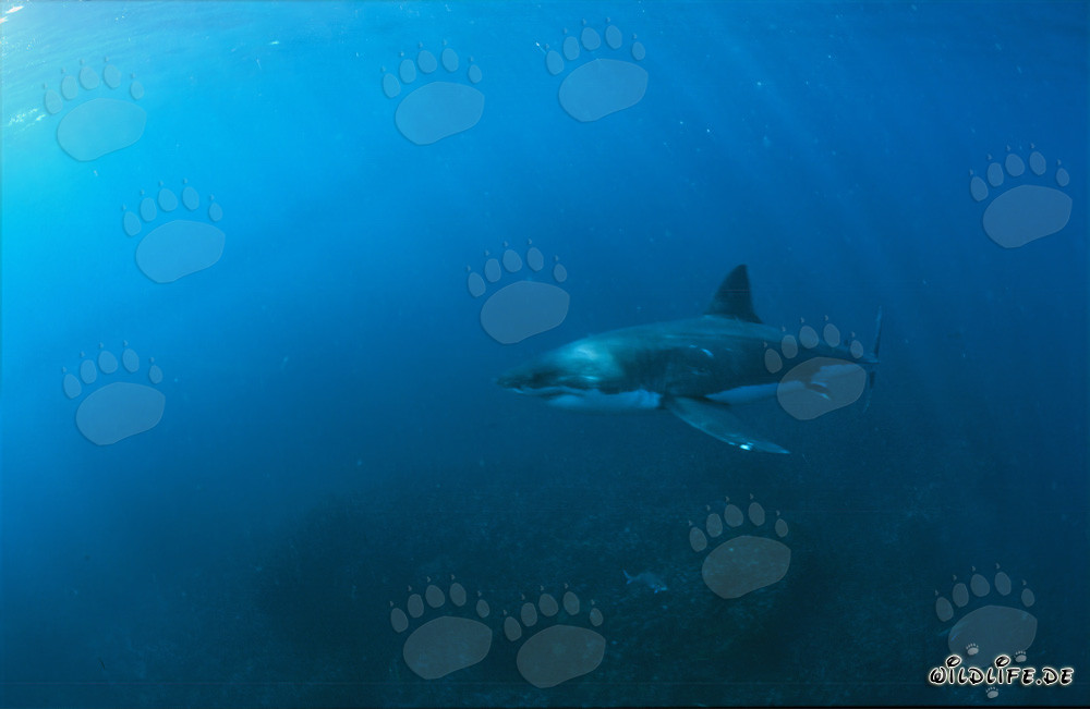 Squali bianchi al largo delle coste del Sudafrica