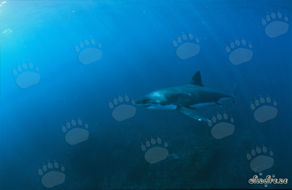 Weiße Haie vor der Küste Südafrikas