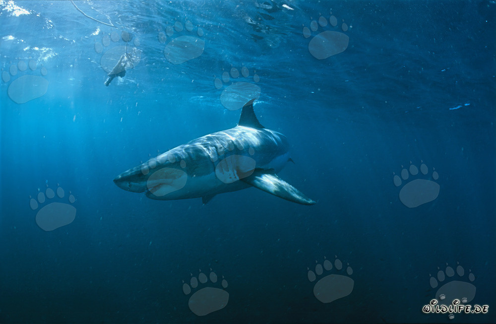 Encuentro fascinante: Gran tiburón blanco y colonia de focas frente a Geyser Rock
