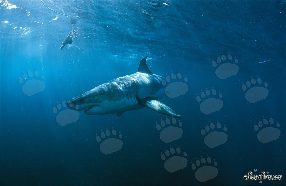 Rencontre fascinante : Grand requin blanc et colonie de phoques devant Geyser Rock