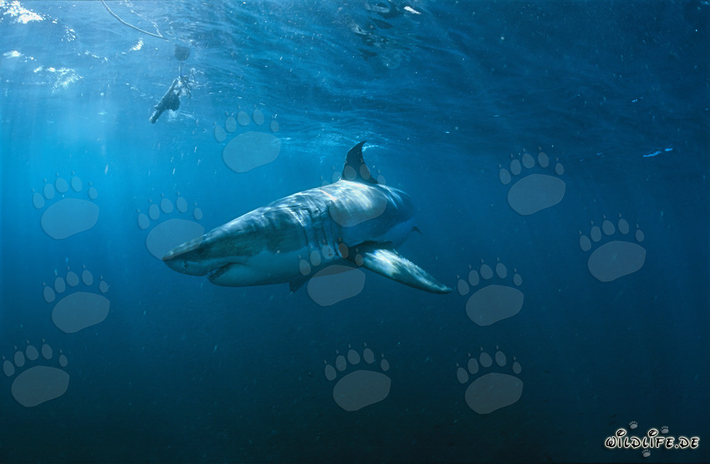 Great White Shark Observing Fur Seal Colony near Geyser Rock