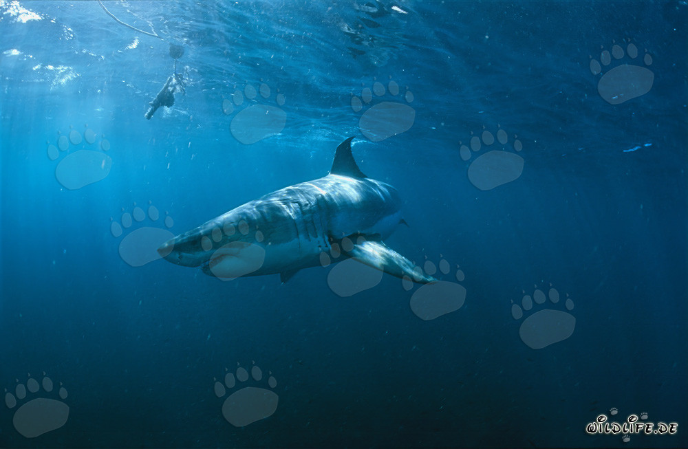 Weiße Hai beobachtet Pelzrobbenkolonie vor Geyser Rock