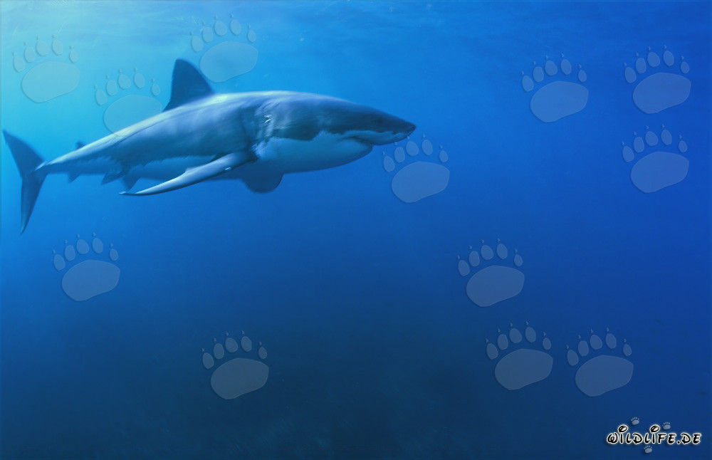 Le fascinant grand requin blanc : un chasseur marin au corps fuselé et au museau conique