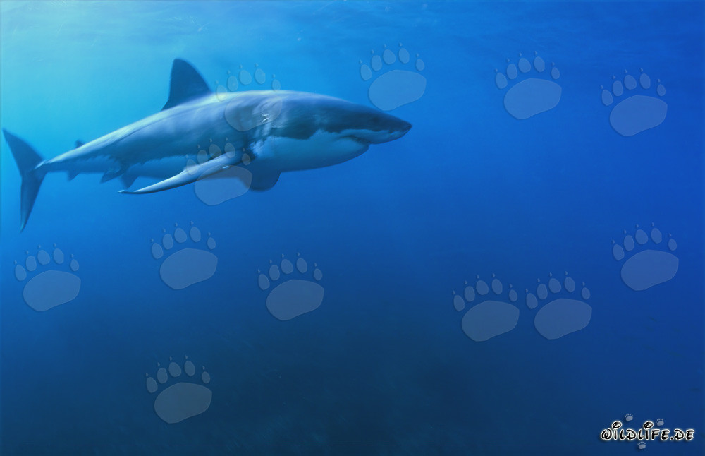 Fascinating Great White Shark: A sea predator with a spindle-shaped body and conical snout