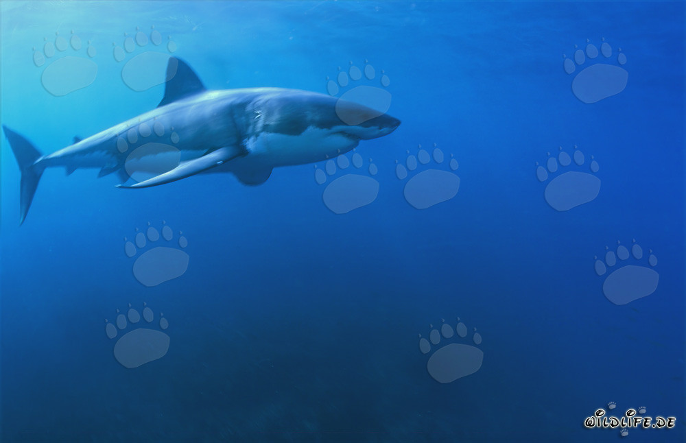 Fascinante tiburón blanco: un depredador marino con cuerpo fusiforme y hocico cónico