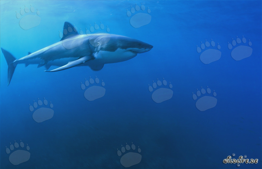 Faszinierender Weißer Hai: Ein Meeresjäger mit spindelförmigem Körper und konischer Schnauze