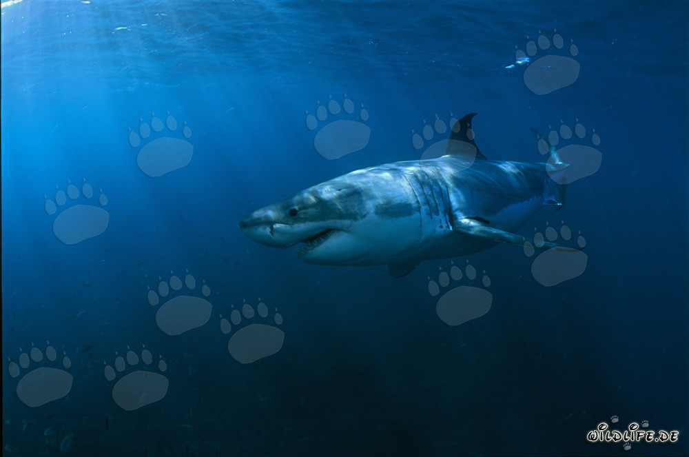 A la luz del sol: Majestuoso Gran Tiburón Blanco frente a Geyser Rock