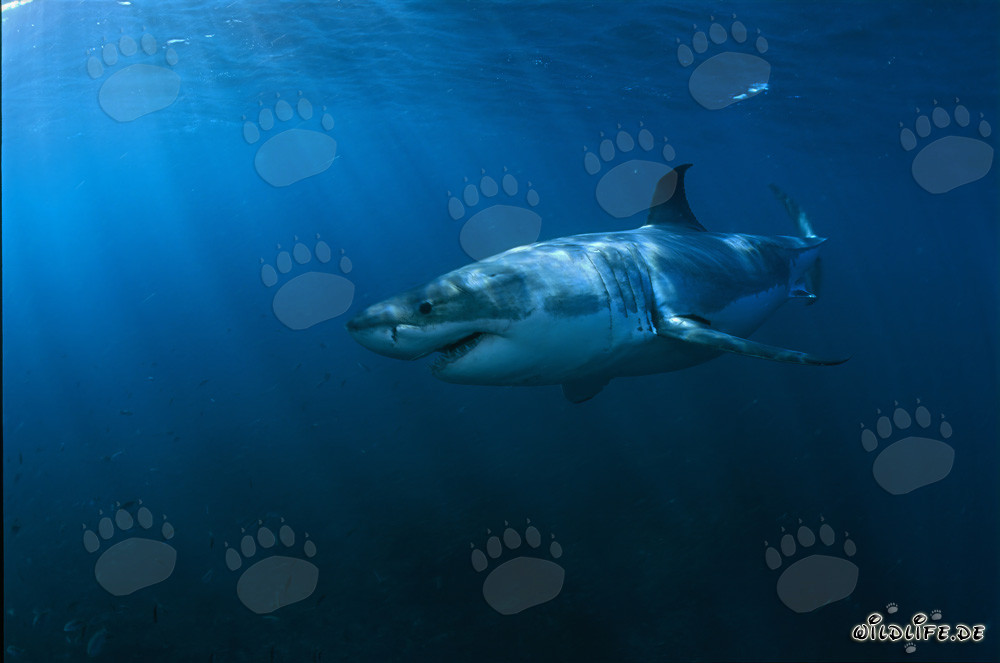 À la lumière du soleil : Majestueux Grand Requin Blanc devant Geyser Rock
