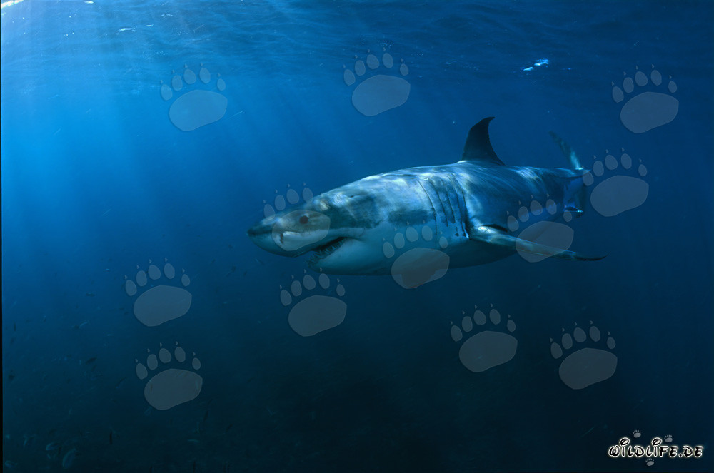In the Light of the Sun: Majestic Great White Shark near Geyser Rock
