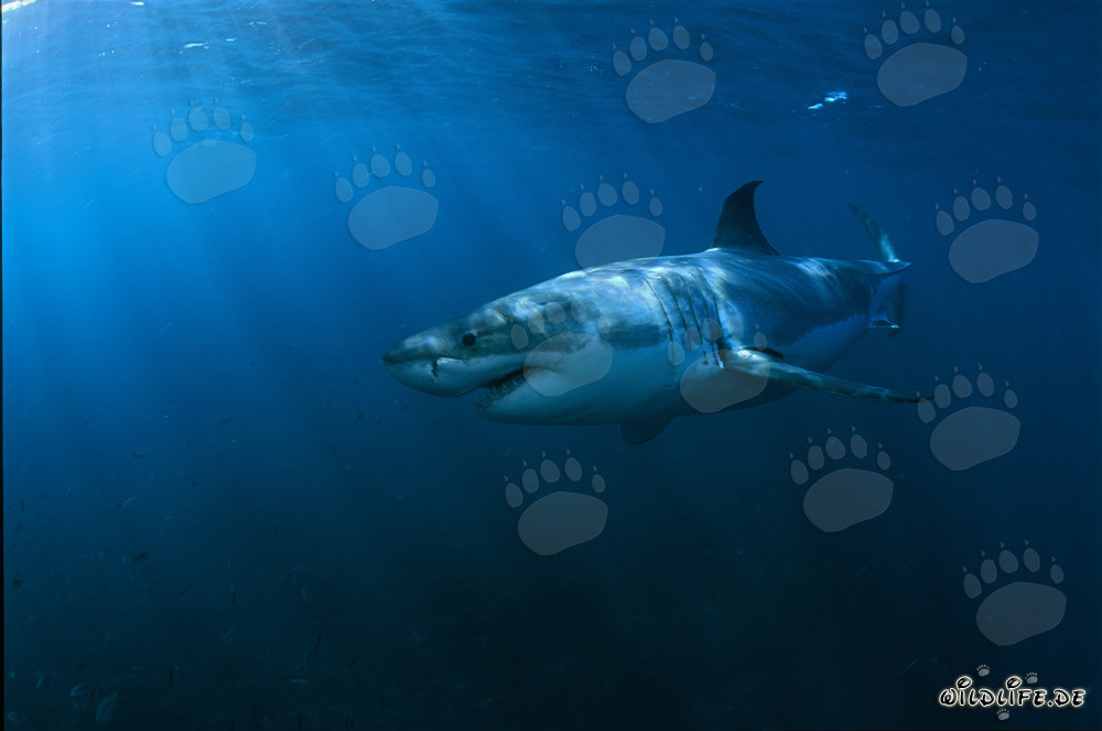 Im Licht der Sonne: Majestätischer Großer Weißer Hai vor Geyser Rock