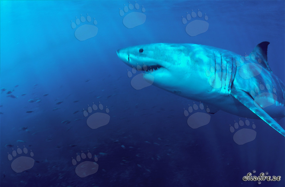 Fascinación de los mares: Majestuoso Gran Tiburón Blanco