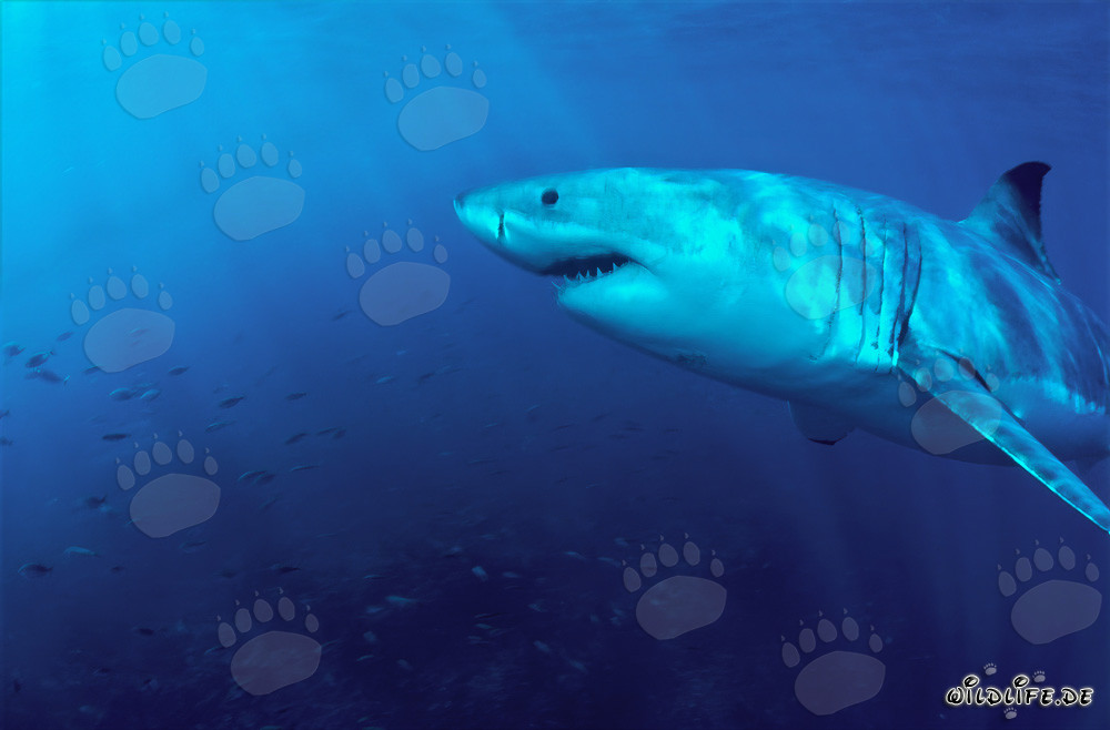 Fascination of the Seas: Majestic Great White Shark
