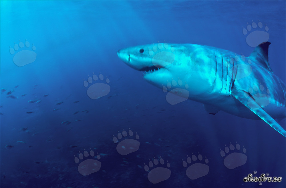 Faszination der Meere: Majestätischer Großer Weißer Hai