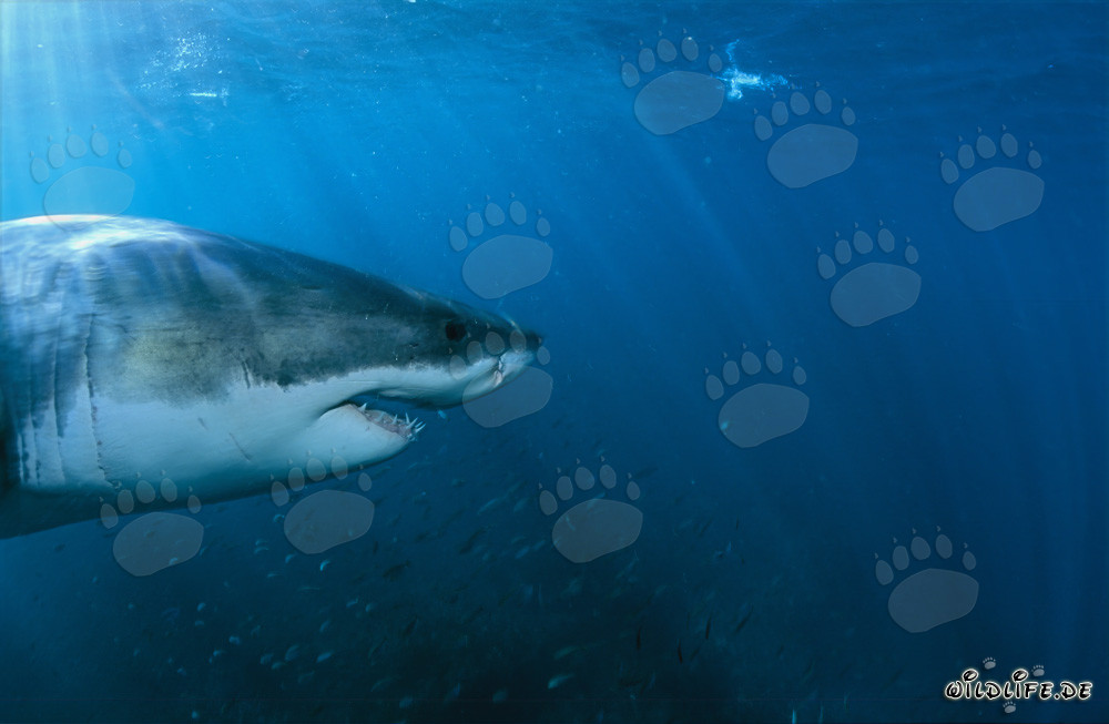 Portrait impressionnant d'un grand requin blanc entouré d'un banc de poissons