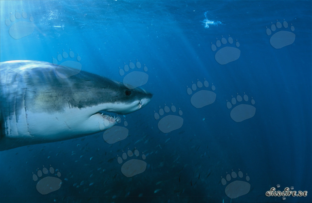 Retrato impresionante de un gran tiburón blanco rodeado de un banco de peces