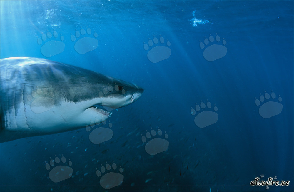 Impressive portrait of a Great White Shark surrounded by a school of fish