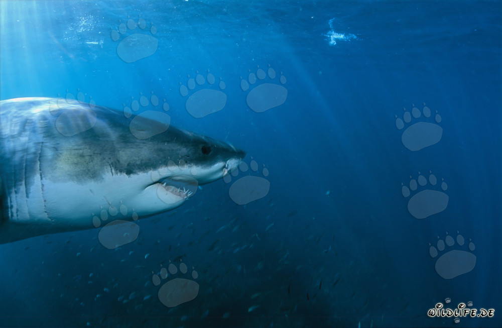Imposantes Porträt eines Weißen Hais mit Fischschwarm umgeben