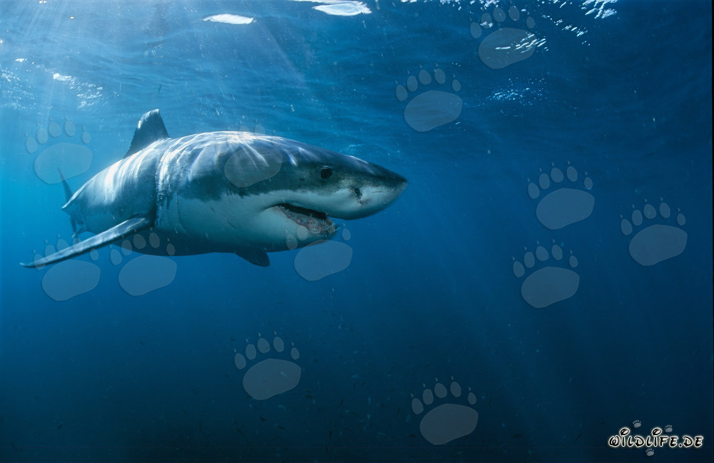 Cazador de élite Gran Tiburón Blanco