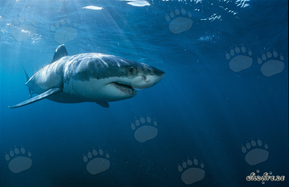 Chasseur de pointe Grand Requin Blanc