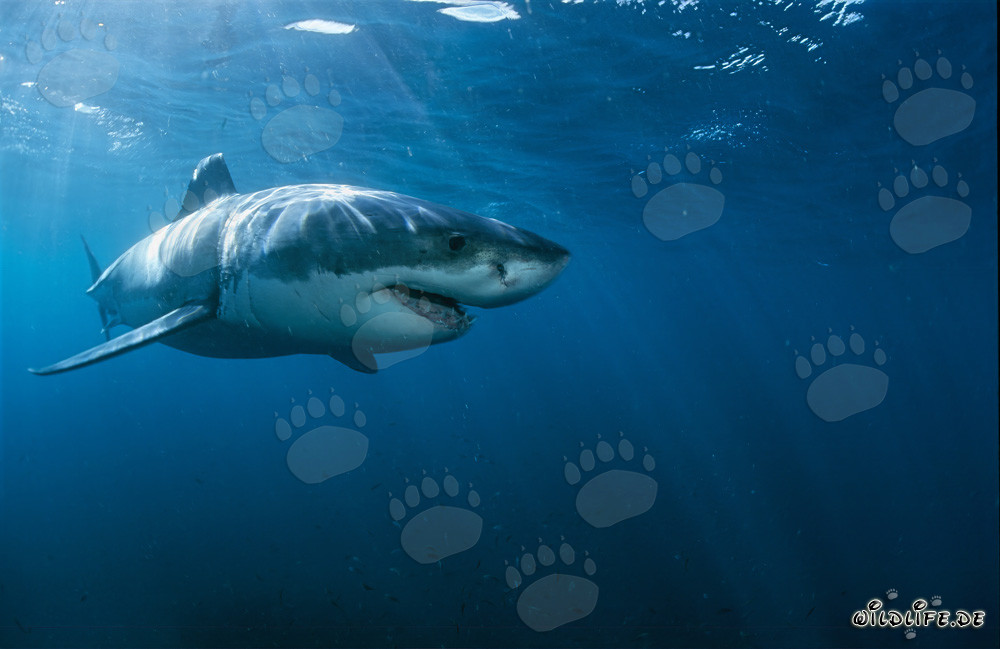 Top Hunter Great White Shark