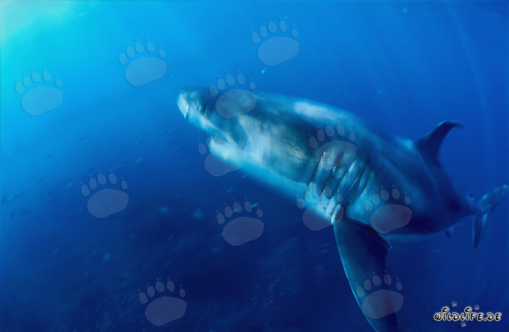 An impressive Predator: great white shark