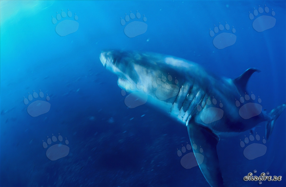 Imposanter Räuber: Weißer Hai