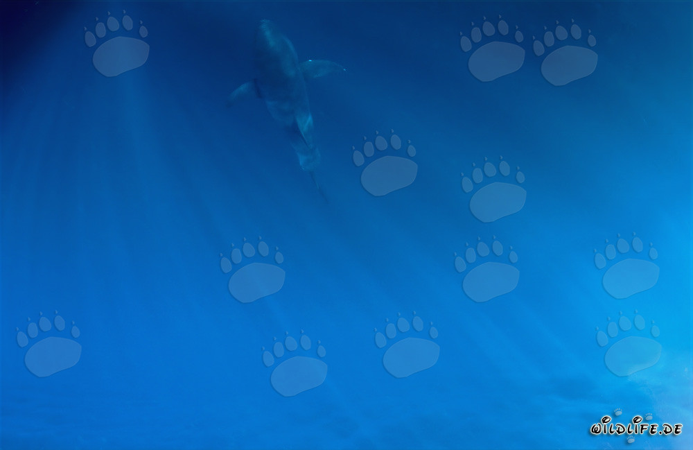 Fascinating Baby Great White Shark in the Vastness of the Sea