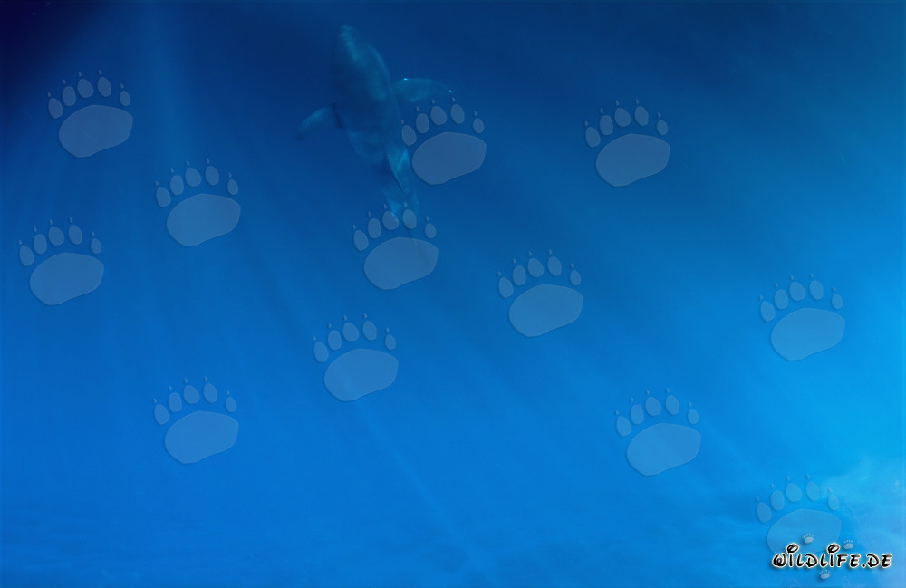 Fascinant bébé requin blanc dans les profondeurs de l'océan