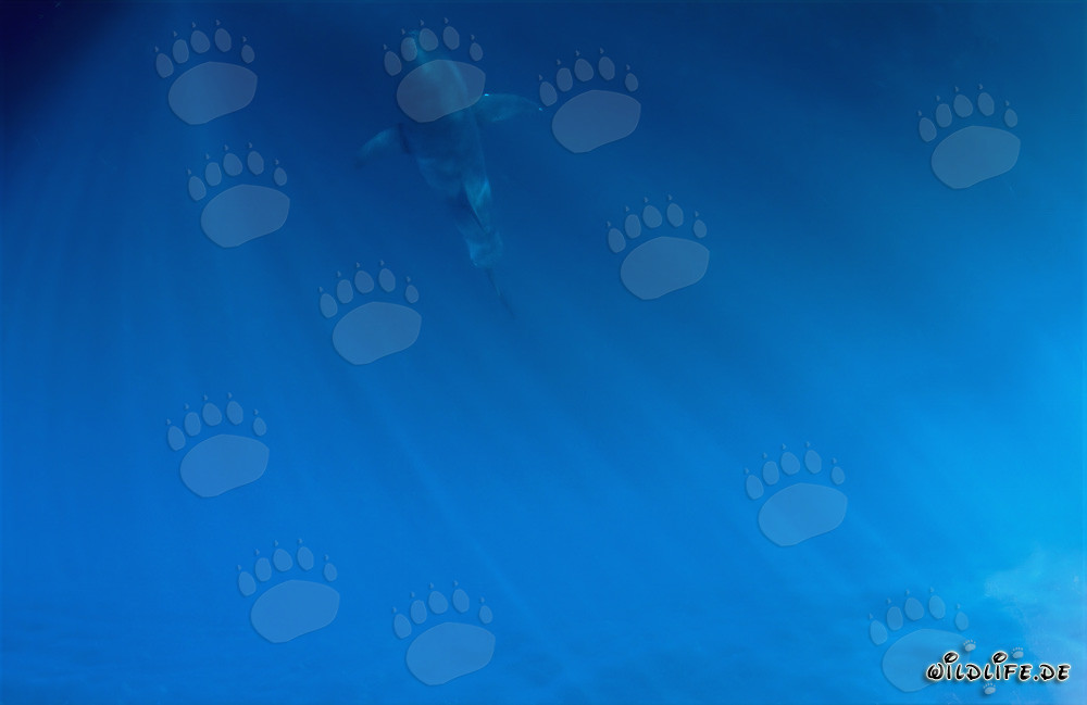 Fascinante bebé tiburón blanco en las profundidades del mar