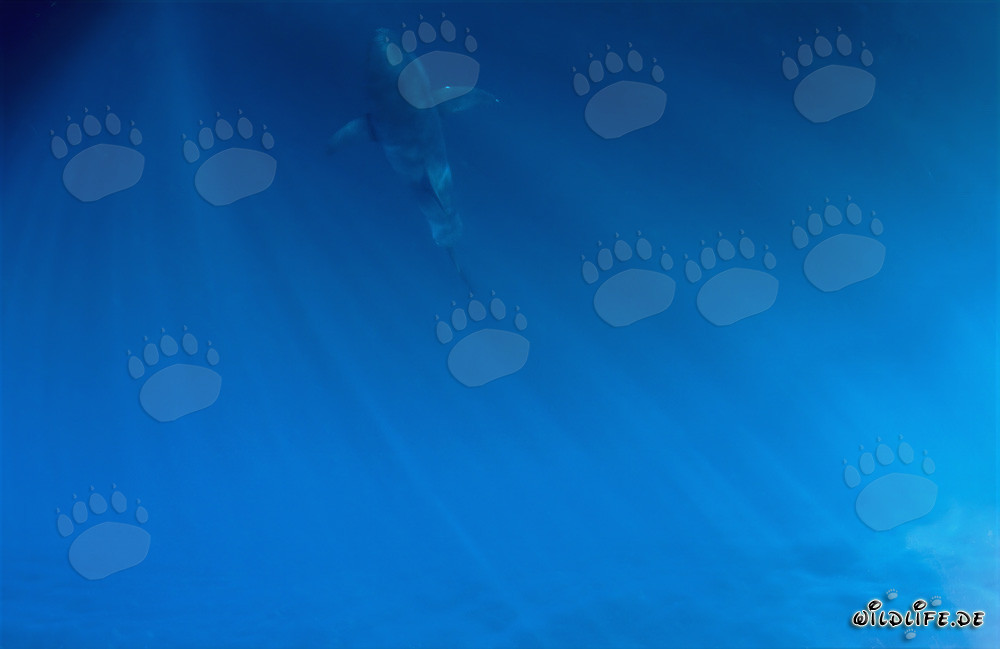 Affascinante cucciolo di squalo bianco nelle profondità dell'oceano