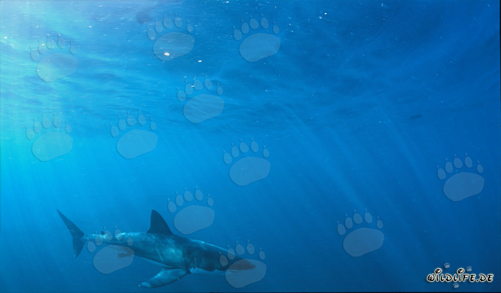 Grand requin blanc majestueux au large de la côte sud-africaine