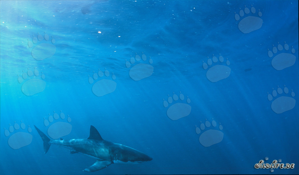 Majestic Great White Shark off the Coast of South Africa