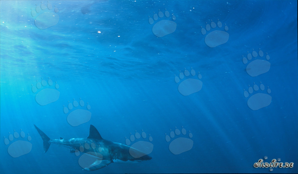 Maestoso squalo bianco al largo della costa sudafricana