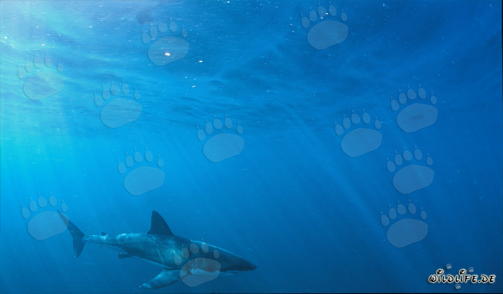 Majestätischer Weißer Hai vor der Küste Südafrikas