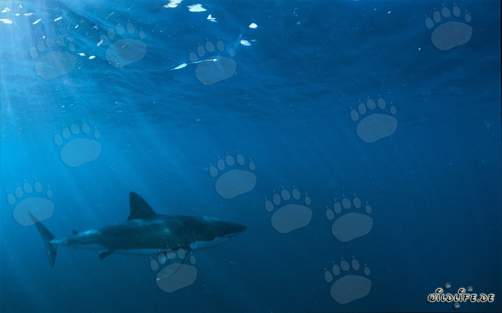 Chasseur fascinant des profondeurs marines : Le Grand Requin Blanc