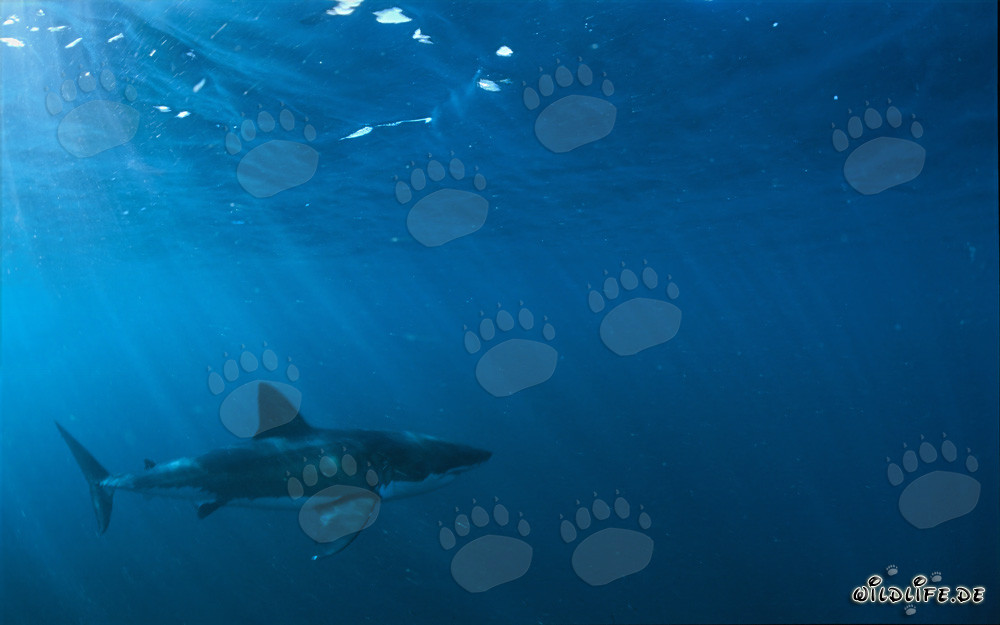 Fascinating Predator of the Deep Sea: The Great White Shark