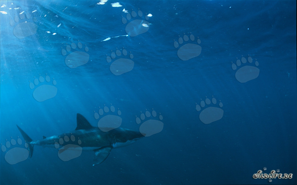 Affascinante cacciatore delle profondità marine: Lo Squalo Bianco